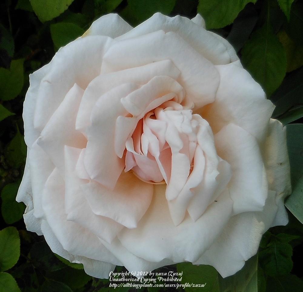 Photo of Rose (Rosa 'Darling Annabelle') uploaded by zuzu