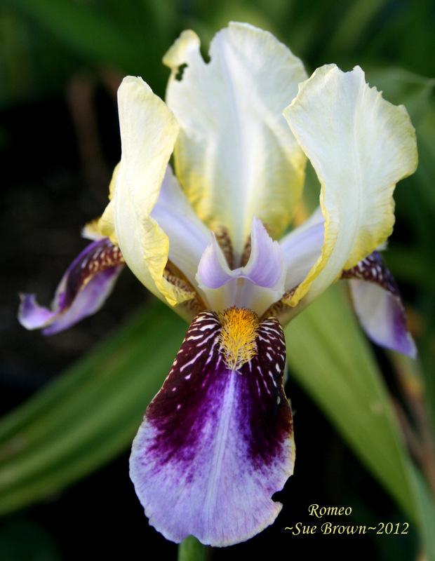 Photo of Tall Bearded Iris (Iris 'Roméo') uploaded by Calif_Sue