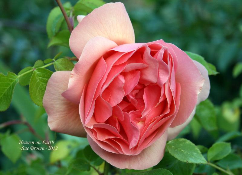 Photo of Rose (Rosa 'Heaven on Earth') uploaded by Calif_Sue