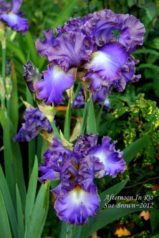 Photo of Tall Bearded Iris (Iris 'Afternoon in Rio') uploaded by Calif_Sue