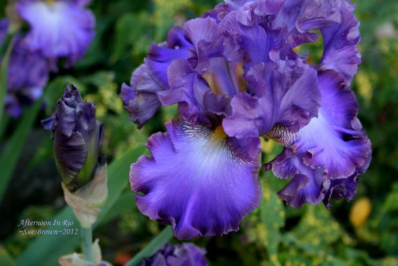 Photo of Tall Bearded Iris (Iris 'Afternoon in Rio') uploaded by Calif_Sue