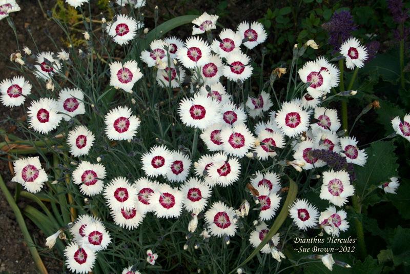 Photo of Cottage Pink (Dianthus plumarius 'Hercules') uploaded by Calif_Sue