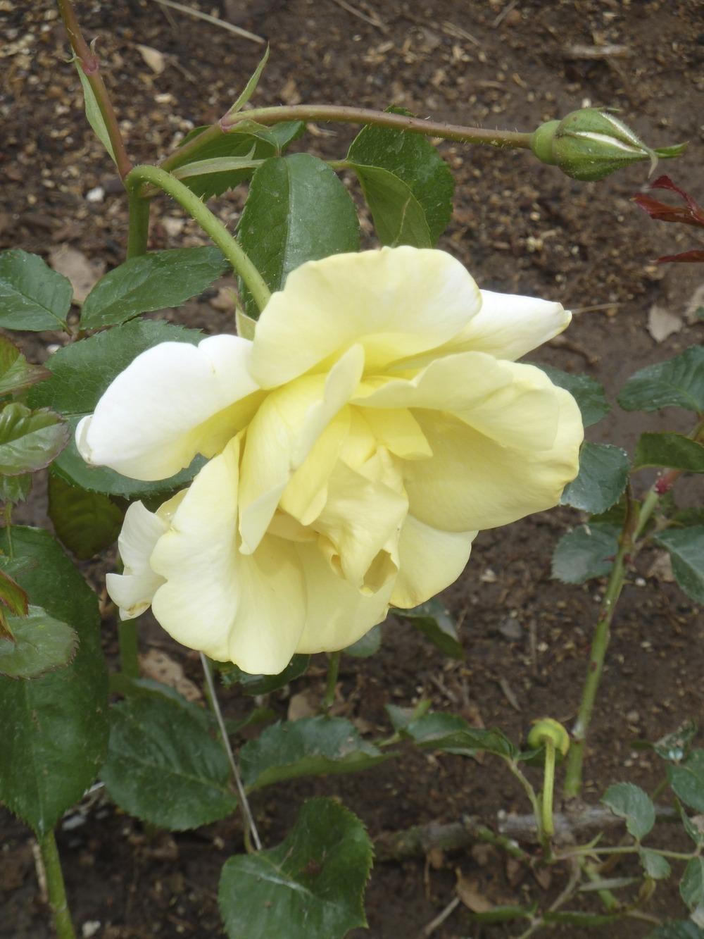Photo of Rose (Rosa 'Easlea's Golden Rambler') uploaded by Steve812