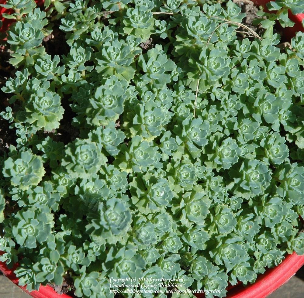 Photo of Afghan Stonecrop (Rhodiola pachyclada) uploaded by crittergarden