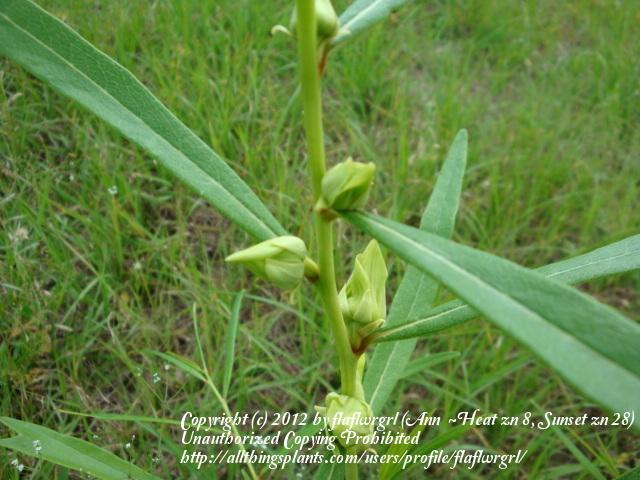 Photo of Slimleaf Pawpaw (Asimina longifolia) uploaded by flaflwrgrl