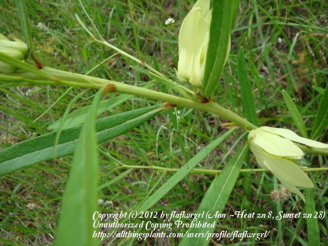Photo of Slimleaf Pawpaw (Asimina longifolia) uploaded by flaflwrgrl