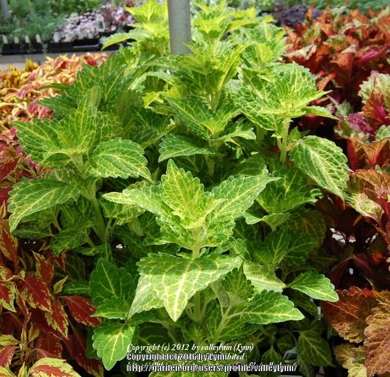 Photo of Coleus (Coleus scutellarioides Electric Lime®) uploaded by valleylynn