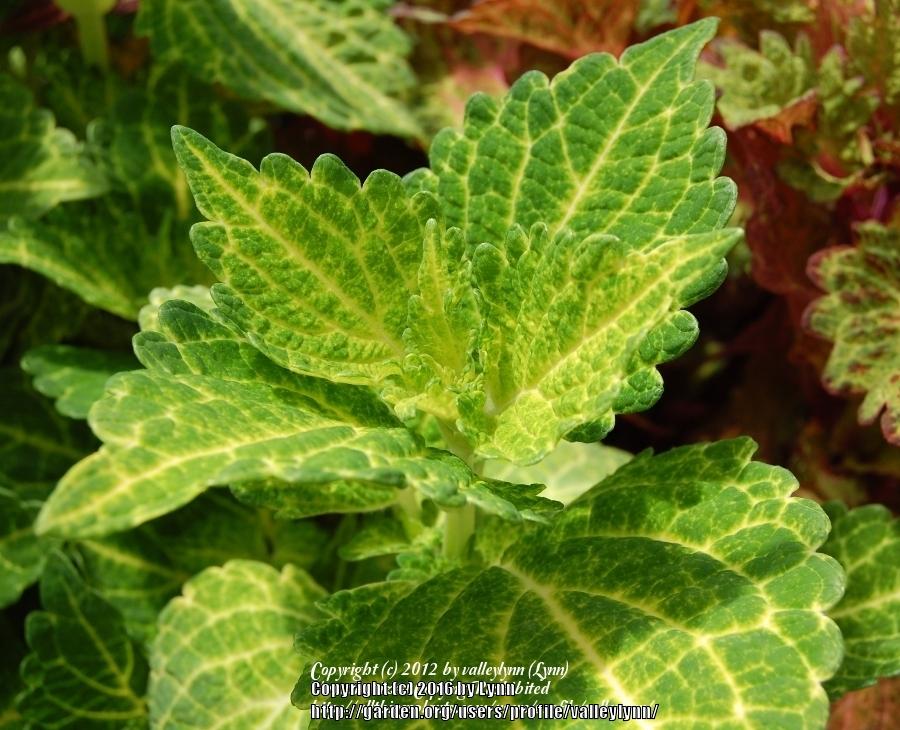 Photo of Coleus (Coleus scutellarioides Electric Lime®) uploaded by valleylynn
