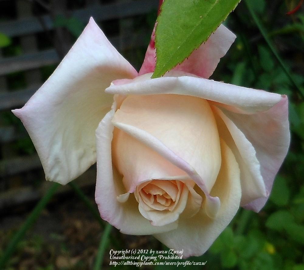Photo of Rose (Rosa 'Mademoiselle Franziska Kruger') uploaded by zuzu