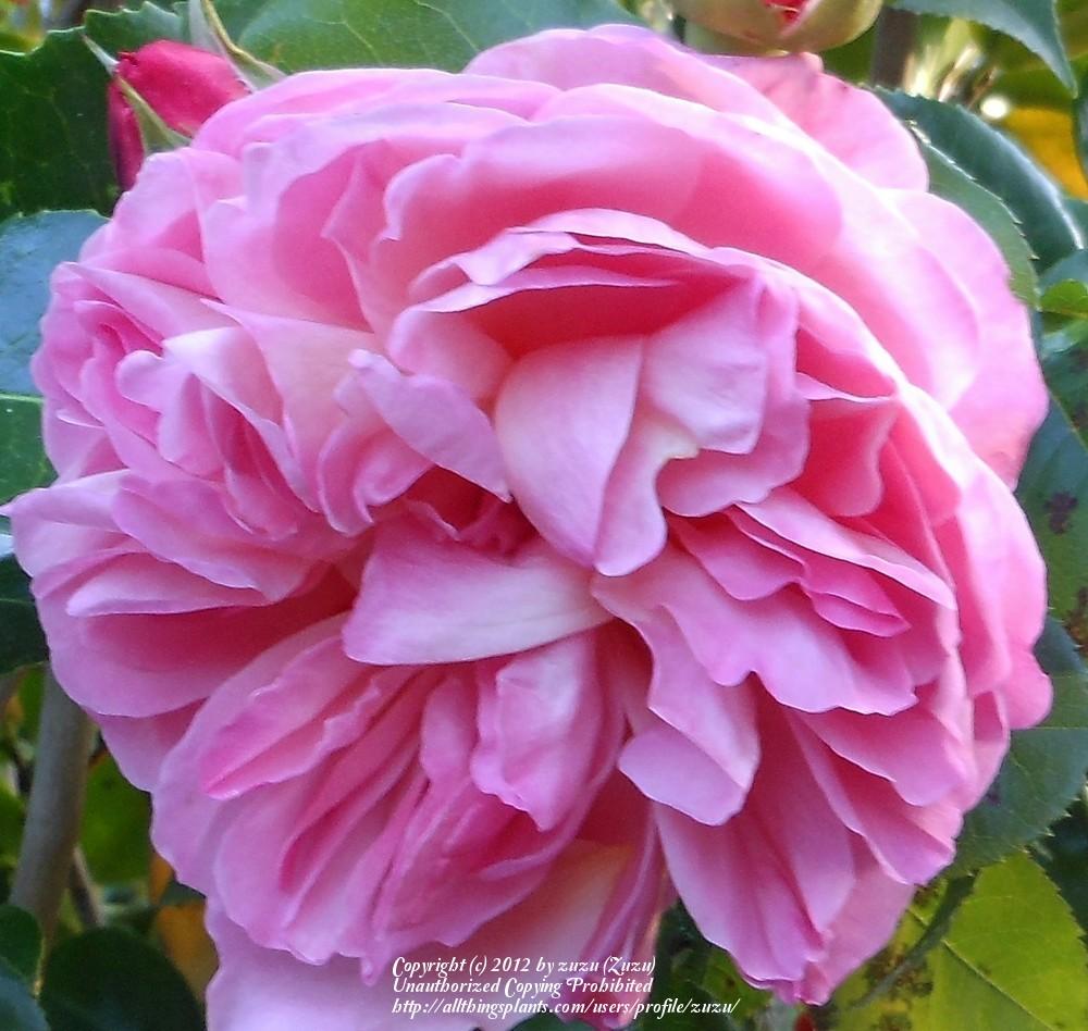 Photo of Rose (Rosa 'Jardins de Viels Maisons') uploaded by zuzu