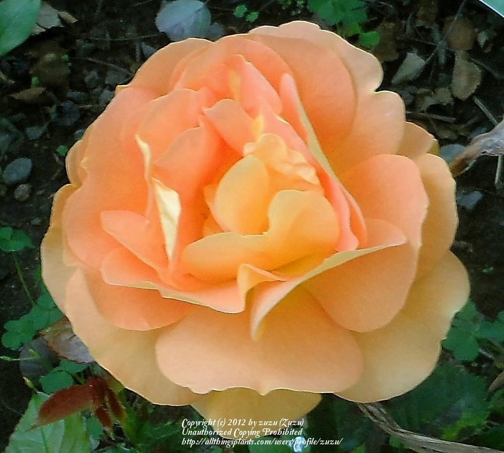 Photo of Floribunda Rose (Rosa 'Goldelse') uploaded by zuzu