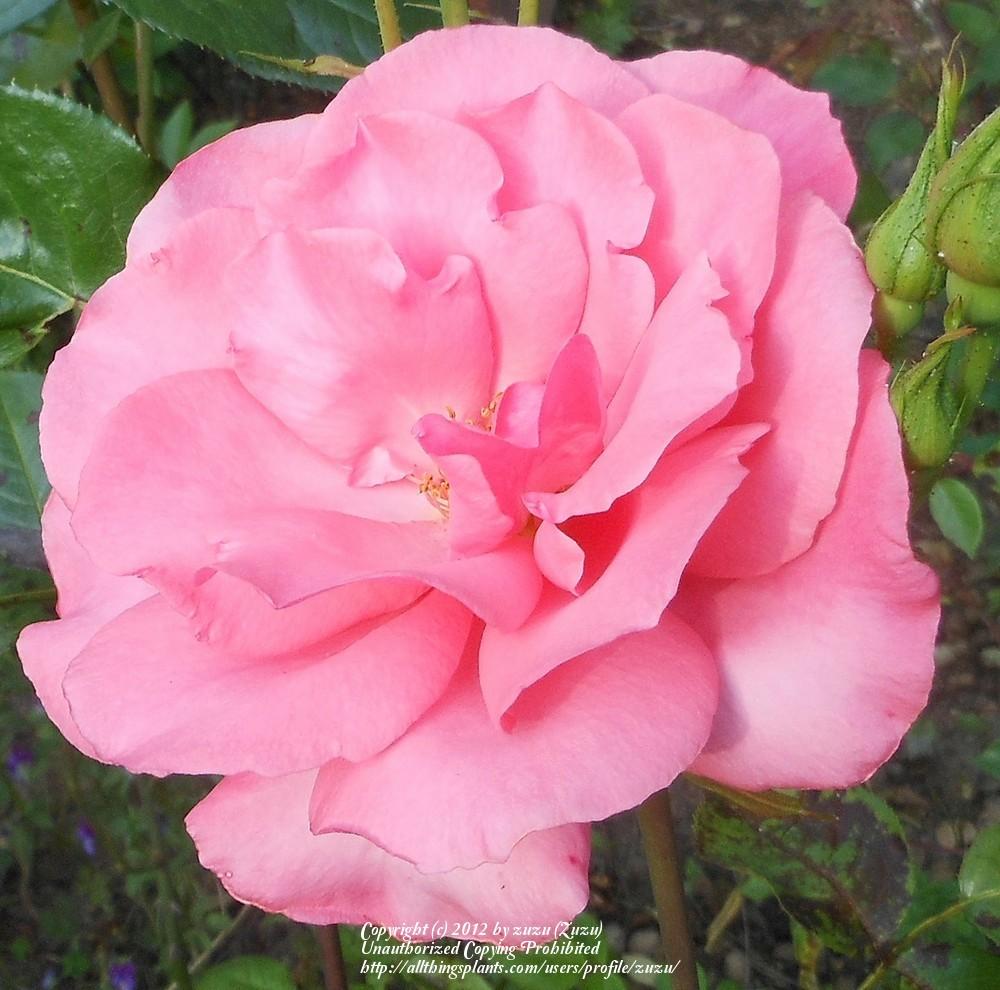 Photo of Rose (Rosa 'Cathedral Splendour') uploaded by zuzu