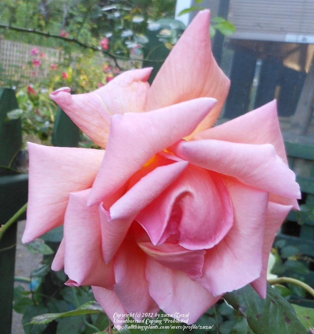 Photo of Rose (Rosa 'Mrs. Sam McGredy, Cl.') uploaded by zuzu