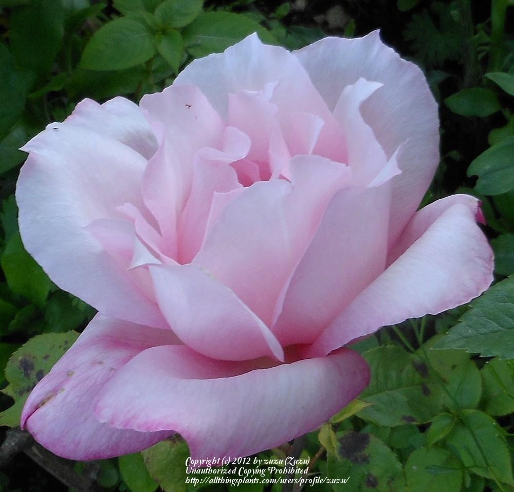 Photo of Rose (Rosa 'Lady Luck') uploaded by zuzu
