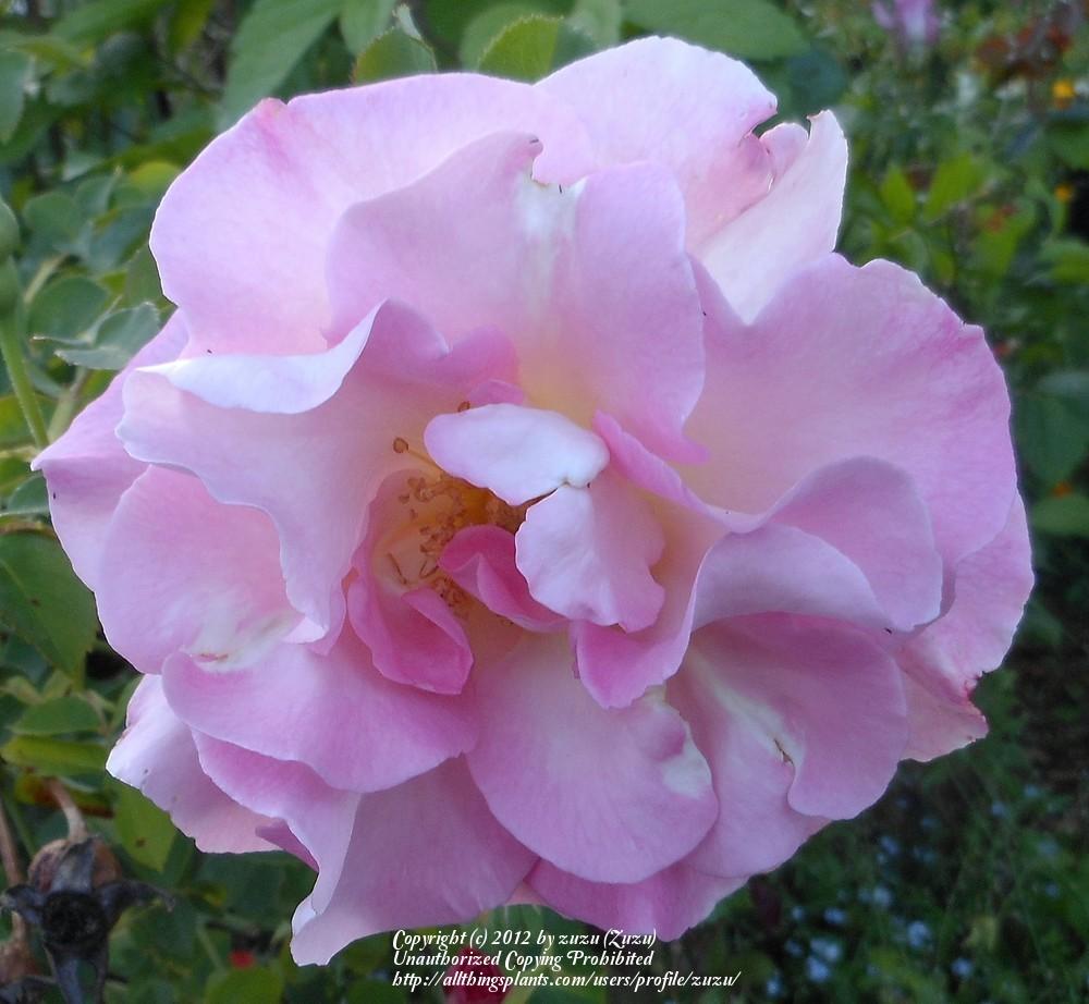 Photo of Rose (Rosa 'Marinette') uploaded by zuzu