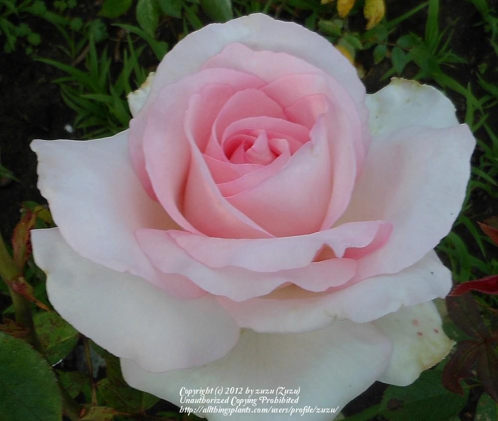 Photo of Rose (Rosa 'Grand Siecle') uploaded by zuzu