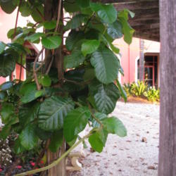 Location: Southwest Florida
Date: May 2012
This is a very strong climber. It has attractive large leaves and