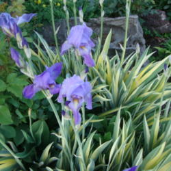 Location: Pleasant Grove, Utah
Date: 2012-05-10
In my garden
