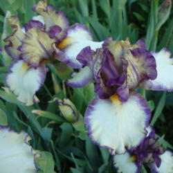 Location: Pleasant Grove, Utah
Date: 2012-05-10
In my garden