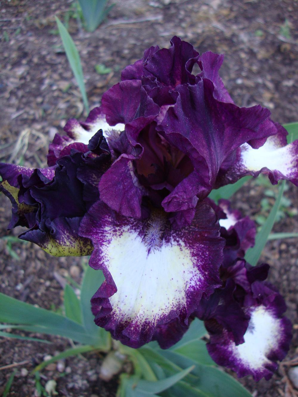 Photo of Intermediate Bearded Iris (Iris 'Spectator') uploaded by Paul2032