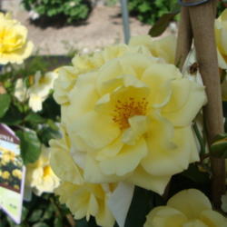 Location: Orem, Utah
Date: 2012-05-10
At Sunriver Garden