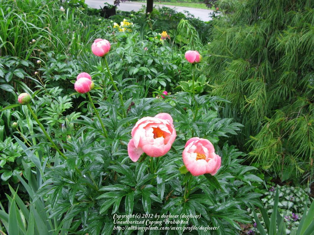 Photo of Garden Peony (Paeonia 'Coral Supreme') uploaded by doglover
