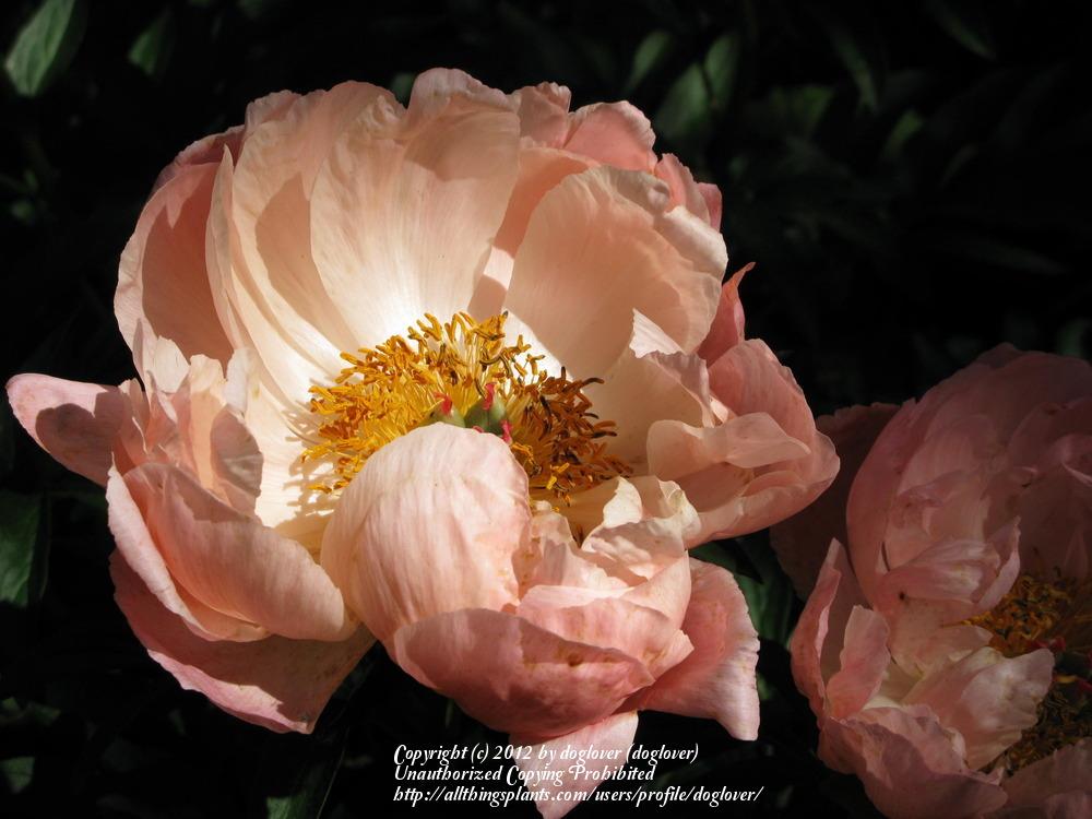 Photo of Garden Peony (Paeonia 'Coral Supreme') uploaded by doglover