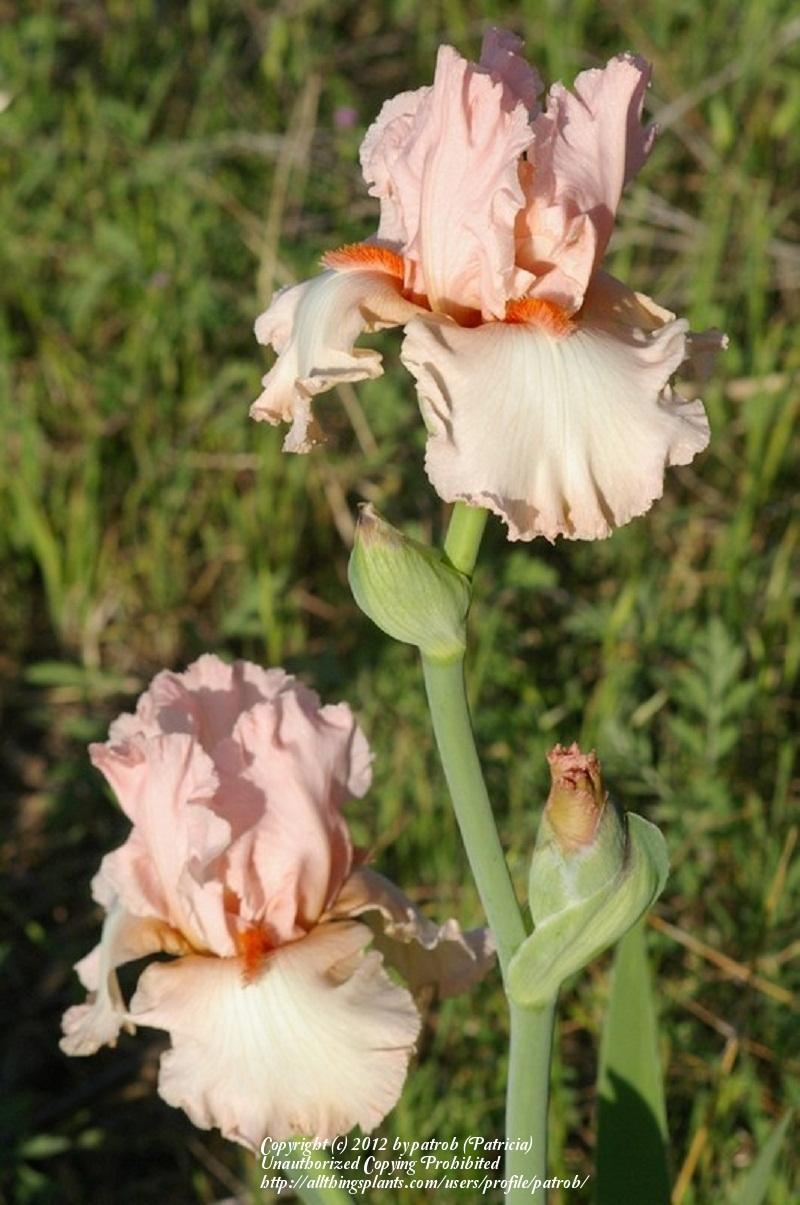 Photo of Tall Bearded Iris (Iris 'True Beauty') uploaded by patrob