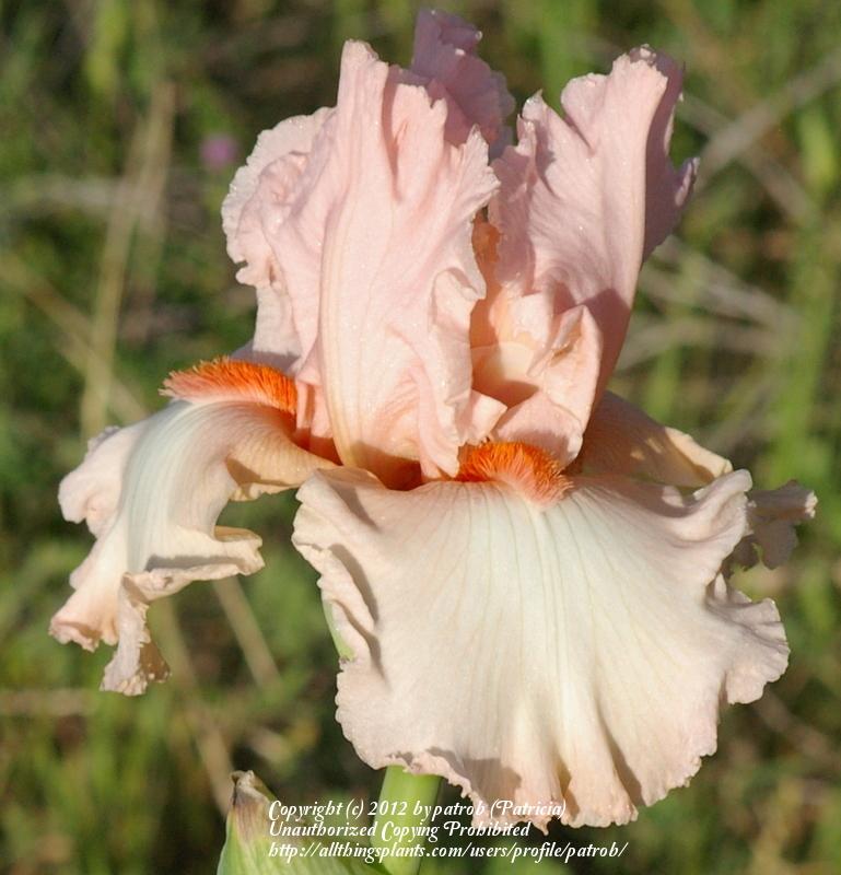 Photo of Tall Bearded Iris (Iris 'True Beauty') uploaded by patrob