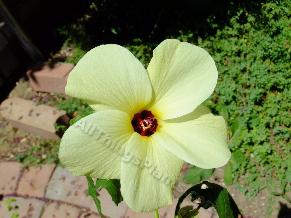 Photo of Tropical Hibiscus (Hibiscus rosa-sinensis 'Old Yeller') uploaded by pbtxlady