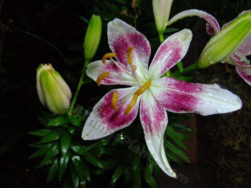 Photo of Lily (Lilium 'Strawberry and Cream') uploaded by pbtxlady