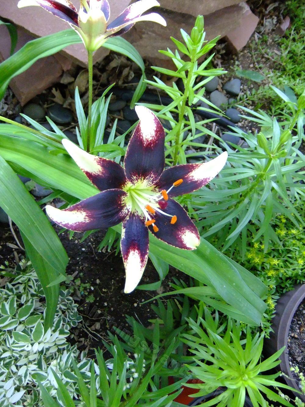 Photo of Lily (Lilium 'Netty's Pride') uploaded by pbtxlady