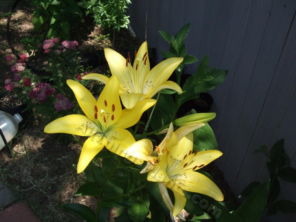 Photo of Lily (Lilium 'Easter Bonnet') uploaded by pbtxlady