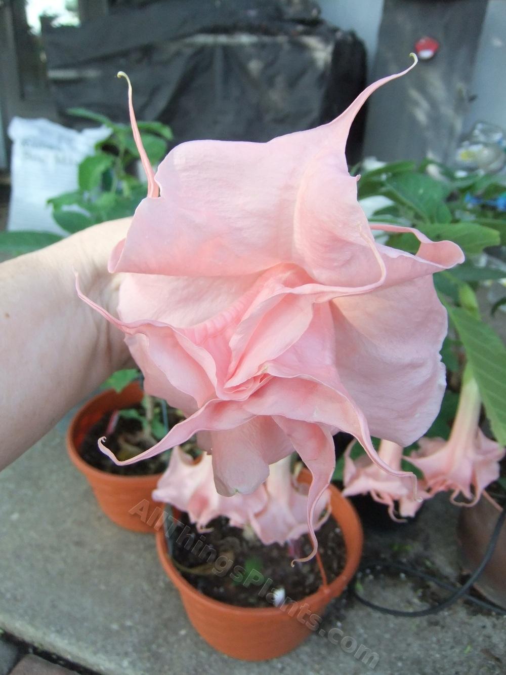 Photo of Angel Trumpet (Brugmansia 'Day Dreams') uploaded by pbtxlady