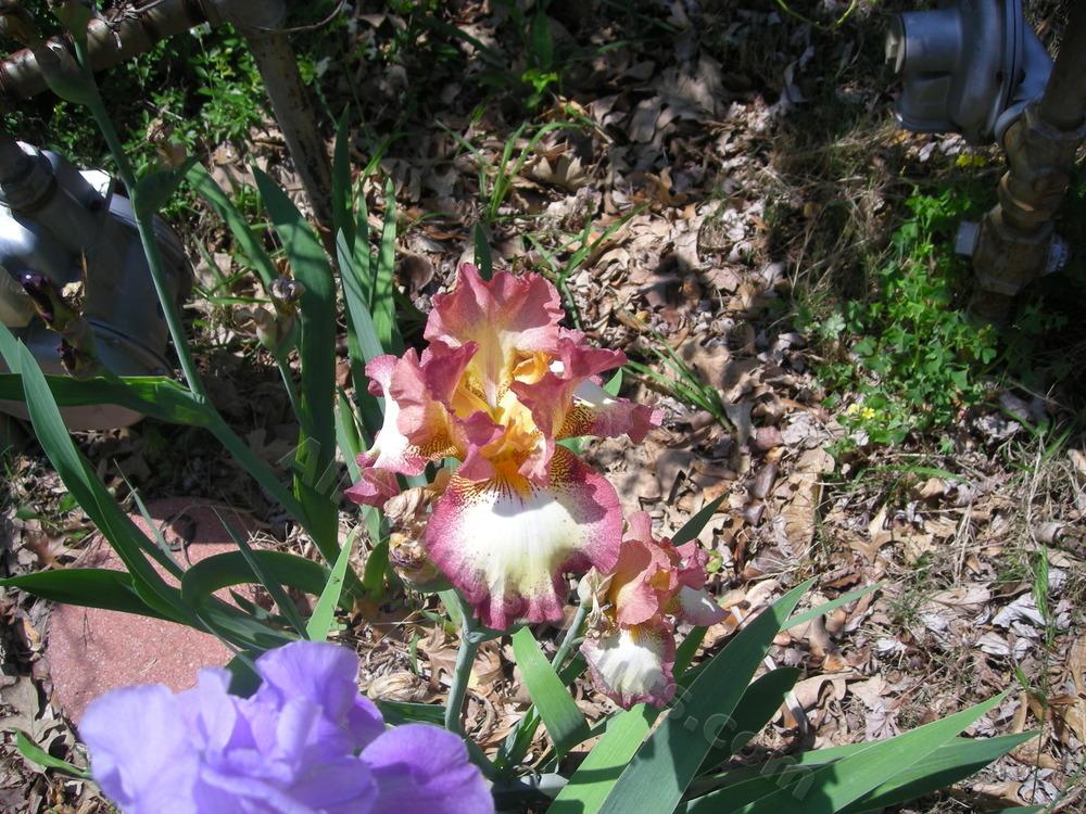 Photo of Tall Bearded Iris (Iris 'Cinnamon Girl') uploaded by pbtxlady