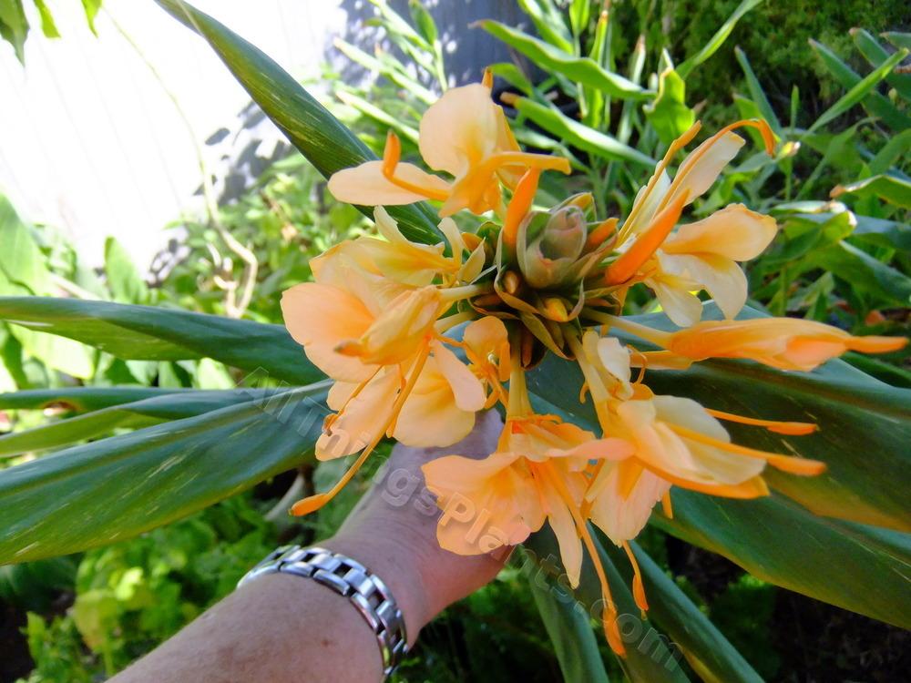 Photo of Variegated Butterfly Ginger (Hedychium 'Tahitian Flame') uploaded by pbtxlady