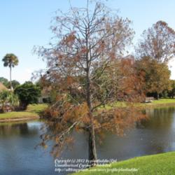 Location: Daytona Beach, Florida
Date: 2011-12-03 
Winter before going totally bare of foliage.