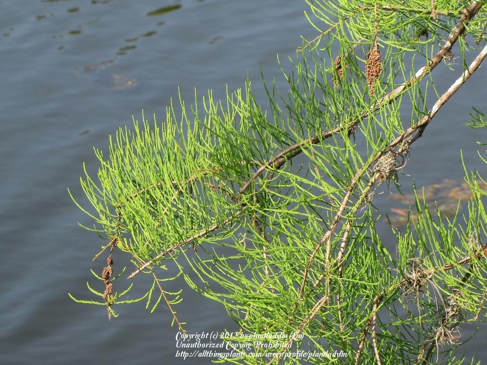 Photo of Pond Cypress (Taxodium distichum var. imbricarium) uploaded by plantladylin