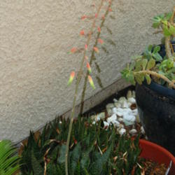 Location: At our garden - Central Valley area, CA
Date: 2012-05-11
Aloe aristata x gasteria bloom spike opens