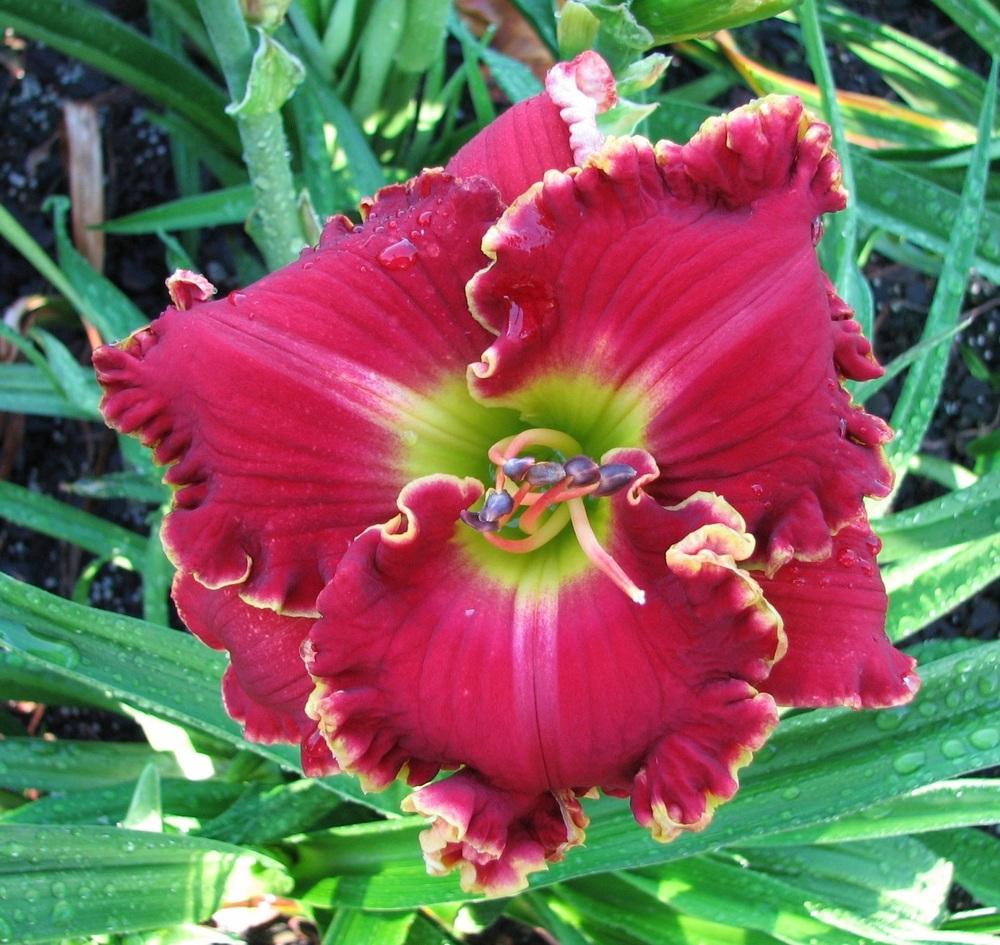 Photo of Daylily (Hemerocallis 'Home of the Free') uploaded by tink3472