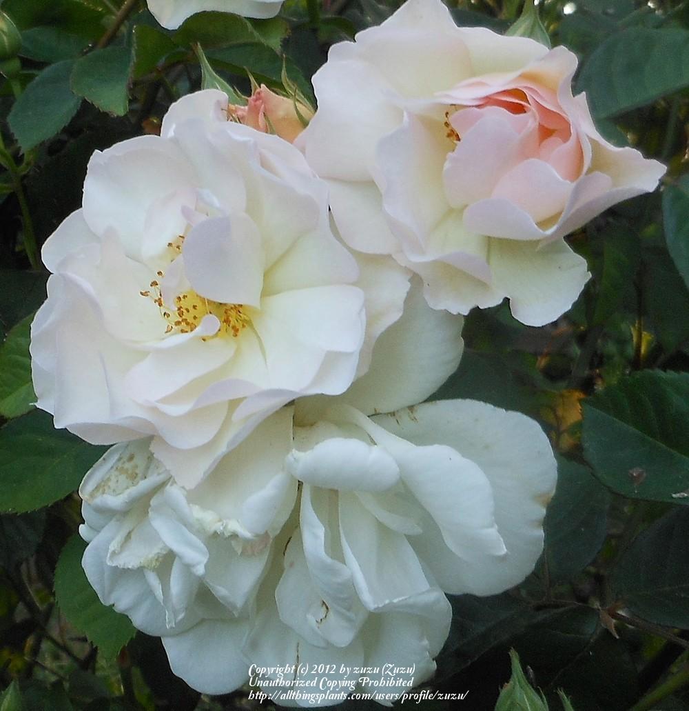 Photo of Rose (Rosa 'Penelope') uploaded by zuzu