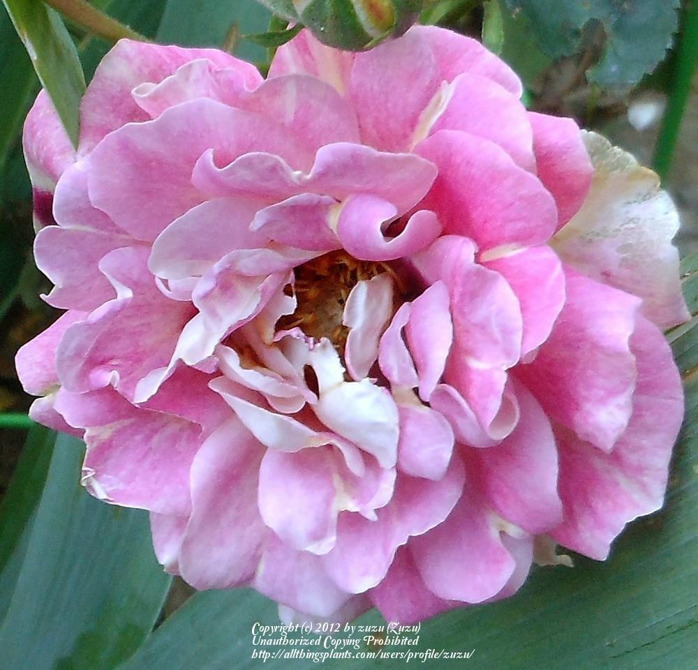 Photo of Rose (Rosa 'Persian Sunset') uploaded by zuzu