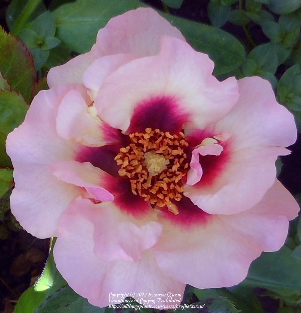 Photo of Rose (Rosa 'Eyeconic Pink Lemonade') uploaded by zuzu