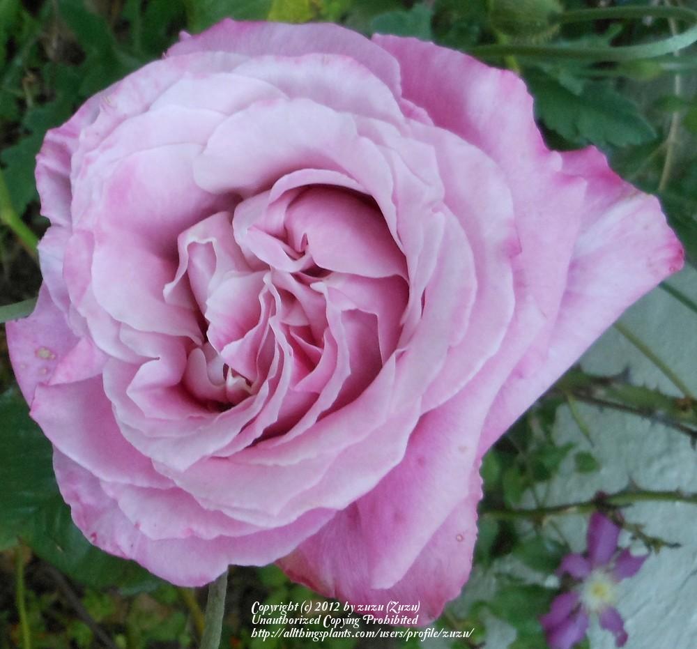 Photo of Rose (Rosa 'Tantalizing Red') uploaded by zuzu