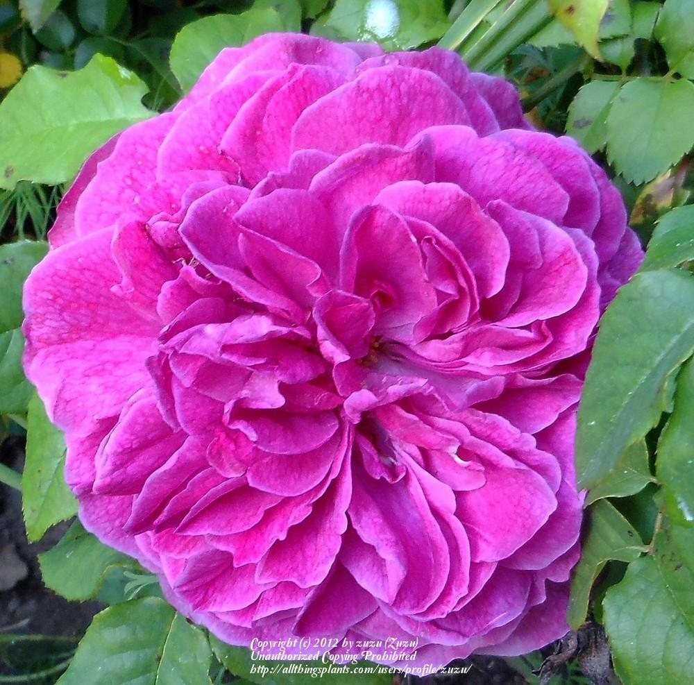 Photo of Rose (Rosa 'Young Lycidas') uploaded by zuzu