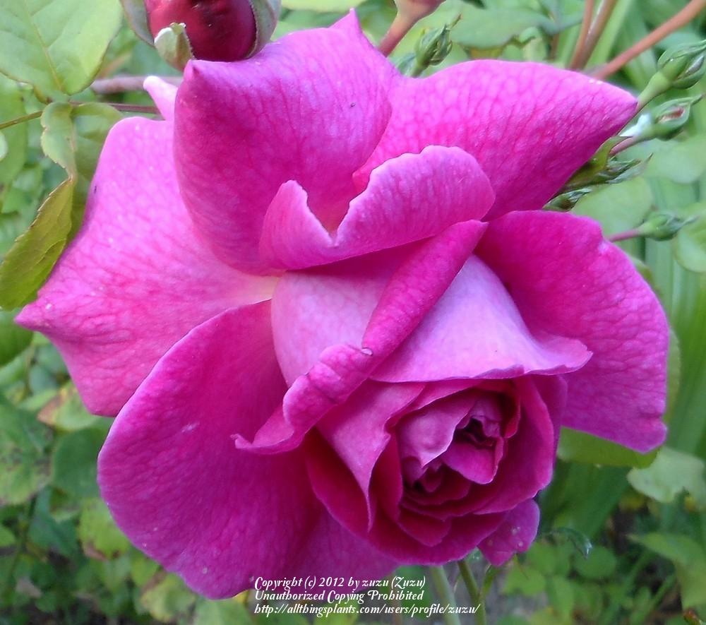 Photo of Rose (Rosa 'Young Lycidas') uploaded by zuzu