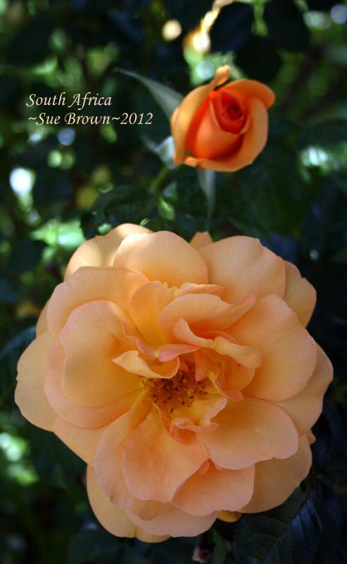 Photo of Rose (Rosa 'South Africa') uploaded by Calif_Sue