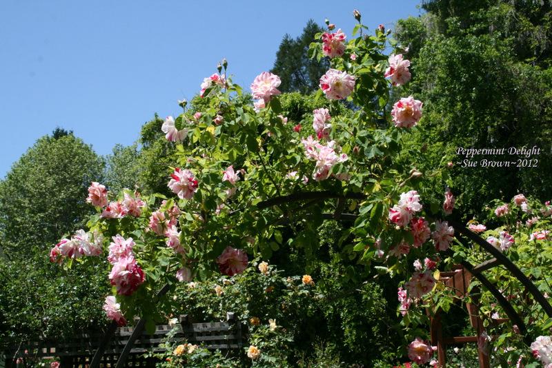 Photo of Rose (Rosa 'Peppermint Delight') uploaded by Calif_Sue