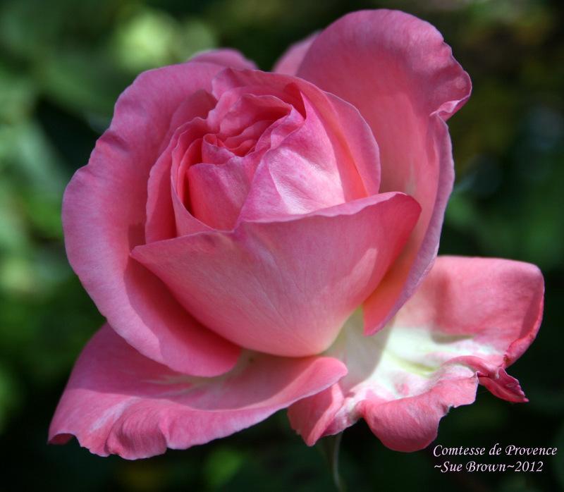 Photo of Rose (Rosa 'Comtesse de Provence') uploaded by Calif_Sue