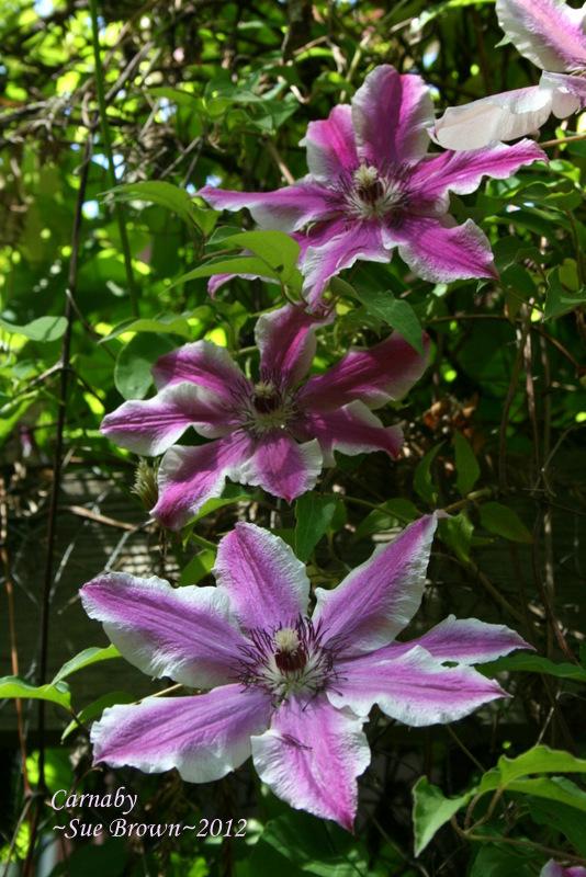Photo of Clematis 'Carnaby' uploaded by Calif_Sue